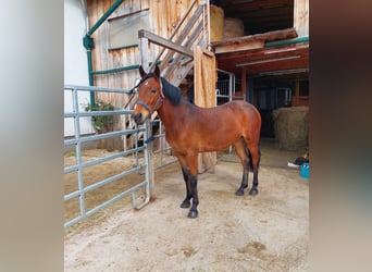 Other Breeds, Mare, 6 years, 14.1 hh, Brown