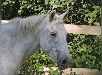 Other Breeds, Mare, 6 years, 14.1 hh, Leopard-Piebald