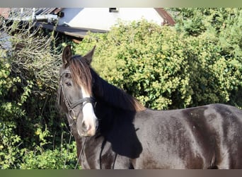 Other Breeds, Mare, 6 years, 14,2 hh, Black