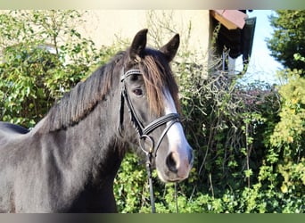 Other Breeds, Mare, 6 years, 14,2 hh, Black