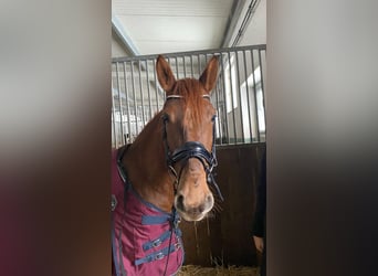 Other Breeds, Mare, 6 years, 14.2 hh, Chestnut-Red