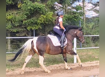 Other Breeds, Mare, 6 years, 14.2 hh, Pinto