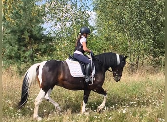 Other Breeds, Mare, 6 years, 14.2 hh, Pinto