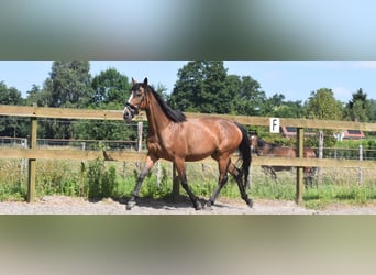 Other Breeds, Mare, 6 years, 14.3 hh, Bay