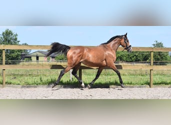 Other Breeds, Mare, 6 years, 14.3 hh, Bay