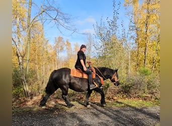 Other Breeds, Mare, 6 years, 14.3 hh, Black