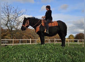 Other Breeds, Mare, 6 years, 14.3 hh, Black