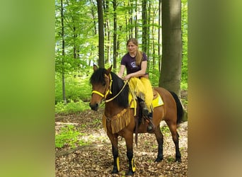 Other Breeds, Mare, 6 years, 14.3 hh, Brown