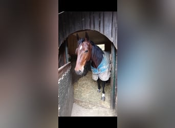 Other Breeds, Mare, 6 years, 14,3 hh, Brown-Light