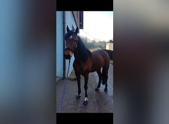 Other Breeds, Mare, 6 years, 14,3 hh, Brown-Light