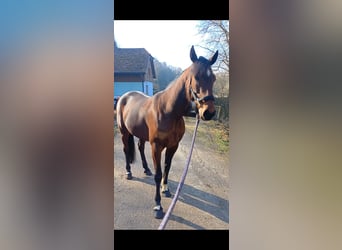 Other Breeds, Mare, 6 years, 14,3 hh, Brown-Light