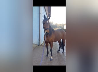 Other Breeds, Mare, 6 years, 14,3 hh, Brown-Light