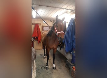 Other Breeds, Mare, 6 years, 14,3 hh, Brown-Light