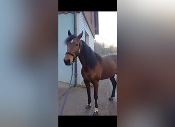 Other Breeds, Mare, 6 years, 14,3 hh, Brown-Light