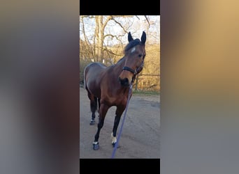 Other Breeds, Mare, 6 years, 14,3 hh, Brown-Light