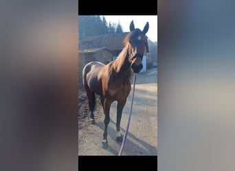 Other Breeds, Mare, 6 years, 14,3 hh, Brown-Light