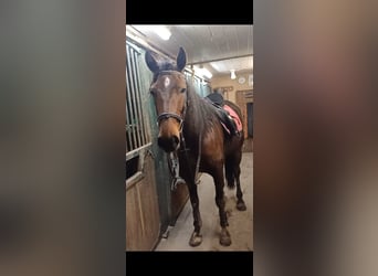 Other Breeds, Mare, 6 years, 14,3 hh, Brown-Light