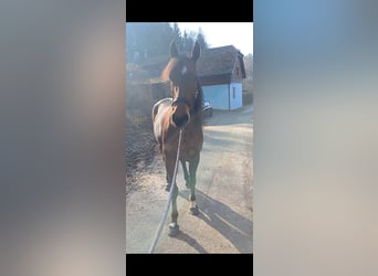 Other Breeds, Mare, 6 years, 14,3 hh, Brown-Light