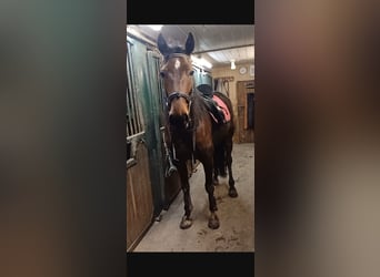 Other Breeds, Mare, 6 years, 14,3 hh, Brown-Light