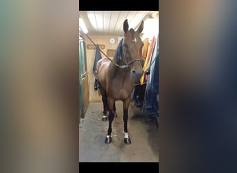 Other Breeds, Mare, 6 years, 14,3 hh, Brown-Light