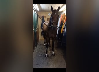 Other Breeds, Mare, 6 years, 14,3 hh, Brown-Light