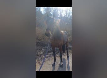 Other Breeds, Mare, 6 years, 14,3 hh, Brown-Light