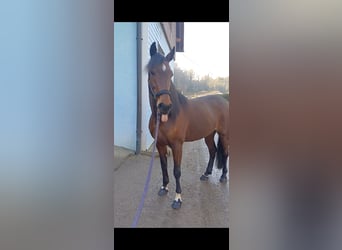 Other Breeds, Mare, 6 years, 14,3 hh, Brown-Light