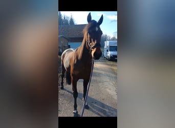 Other Breeds, Mare, 6 years, 14,3 hh, Brown-Light