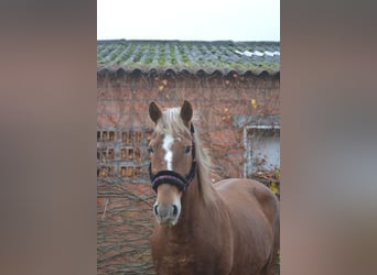 Other Breeds, Mare, 6 years, 14.3 hh, Chestnut-Red