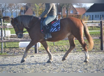 Other Breeds, Mare, 6 years, 14.3 hh, Chestnut-Red