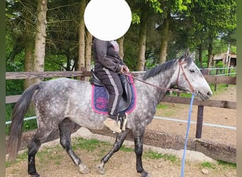 Other Breeds, Mare, 6 years, 14.3 hh, Gray-Dapple