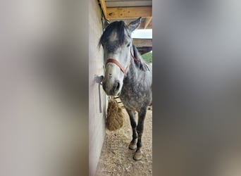 Other Breeds Mix, Mare, 6 years, 14.3 hh, Gray-Dapple