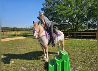 Other Breeds, Mare, 6 years, 14,3 hh, Leopard-Piebald