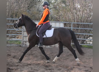 Other Breeds, Mare, 6 years, 15.1 hh, Black