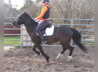 Other Breeds, Mare, 6 years, 15.1 hh, Black