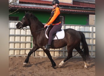 Other Breeds, Mare, 6 years, 15.1 hh, Black