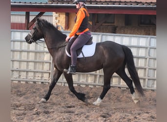Other Breeds, Mare, 6 years, 15.1 hh, Black