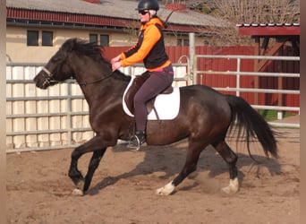 Other Breeds, Mare, 6 years, 15.1 hh, Black