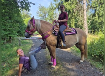 Other Breeds, Mare, 6 years, 15.1 hh, Brown