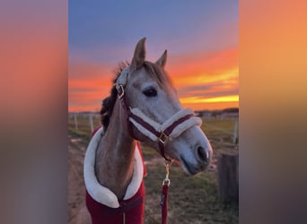 Other Breeds Mix, Mare, 6 years, 15.1 hh, Can be white
