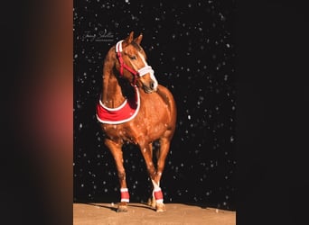 Other Breeds, Mare, 6 years, 15.1 hh, Chestnut-Red