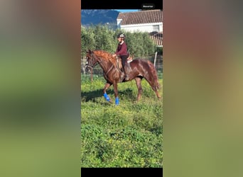 Other Breeds Mix, Mare, 6 years, 15,2 hh, Chestnut