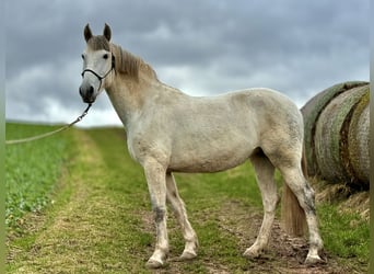Other Breeds Mix, Mare, 6 years, 15.2 hh, Gray-Dapple