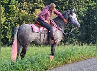 Other Breeds, Mare, 6 years, 15.2 hh, Gray-Dapple