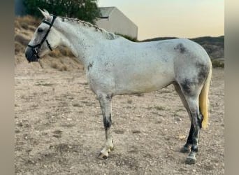 Other Breeds Mix, Mare, 6 years, 15.2 hh, Gray