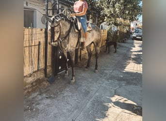 Other Breeds, Mare, 6 years, 15.2 hh, Grey