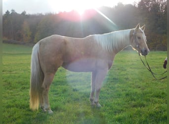 Other Breeds Mix, Mare, 6 years, 15.2 hh, Palomino