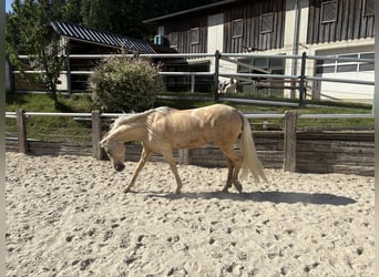 Other Breeds, Mare, 6 years, 15.2 hh, Pearl