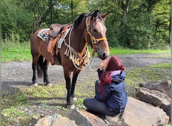 Other Breeds, Mare, 6 years, 15.3 hh, Brown