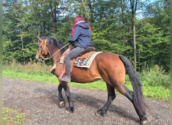 Other Breeds, Mare, 6 years, 15.3 hh, Brown
